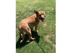 Adopt Buck a Red/Golden/Orange/Chestnut Labrador Retriever / Mixed dog in Kuna