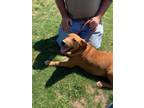 Adopt Bruce a Red/Golden/Orange/Chestnut Labrador Retriever / Mixed dog in Kuna