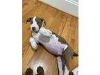 Adopt Clover a Brown/Chocolate - with White Bull Terrier / American Pit Bull