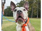 Adopt Puppy Chow a White American Pit Bull Terrier / Mixed dog in Virginia
