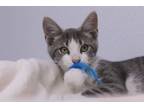 Adopt Jambo a White Domestic Shorthair / Domestic Shorthair / Mixed cat in