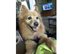 Adopt Teddy - IN FOSTER a Tan/Yellow/Fawn Finnish Spitz / Pomeranian / Mixed dog