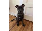 Adopt Baby Smurf a Brown/Chocolate American Pit Bull Terrier / Mixed dog in New