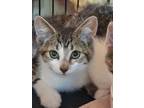 Adopt Bogey a Tiger Striped American Shorthair (short coat) cat in E.