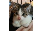 Adopt Bugsy a Tan or Fawn Tabby American Shorthair (short coat) cat in E.