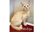 Adopt Midge 27707 a Orange or Red Domestic Shorthair (short coat) cat in Joplin