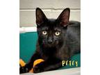Adopt Petey 122307 a All Black Domestic Shorthair cat in Joplin, MO (38929503)
