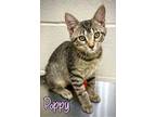 Adopt Poppy 122307 a Brown or Chocolate Domestic Shorthair cat in Joplin
