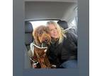 Experienced House Sitter in Stanwood, WA Reliable, Trustworthy, and Confidential