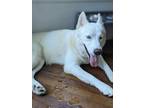 Adopt Lola a White Siberian Husky / Mixed dog in Seattle, WA (38898183)