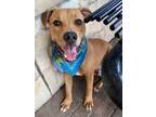 Adopt Charles a Tan/Yellow/Fawn American Pit Bull Terrier / Mixed dog in