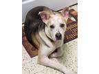 Adopt Flannigan a Tan/Yellow/Fawn Mixed Breed (Large) / Mixed dog in Davenport