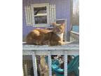 Adopt Kirby a Orange or Red Domestic Shorthair / Domestic Shorthair / Mixed cat