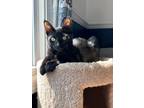 Adopt Statler a All Black Domestic Shorthair / Domestic Shorthair / Mixed cat in