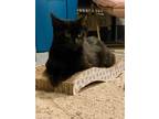 Adopt Minnie Moon a All Black Domestic Shorthair / Domestic Shorthair / Mixed