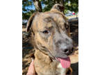 Adopt Dodger a Brown/Chocolate Mixed Breed (Large) / Mixed dog in Chamblee