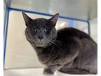 Adopt Christian Grey a Gray or Blue Domestic Shorthair / Domestic Shorthair /