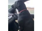 Adopt Bailey a Black Labrador Retriever dog in Elko, NV (38997027)
