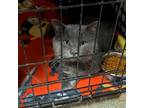 Adopt Haven a Gray or Blue Domestic Shorthair / Domestic Shorthair / Mixed cat
