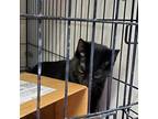 Adopt Scarlett a All Black Domestic Shorthair / Domestic Shorthair / Mixed cat