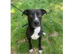 Adopt Max a Black American Pit Bull Terrier / Mixed dog in New Albany