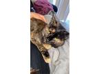 Adopt Shurrie a Tortoiseshell American Shorthair / Mixed (medium coat) cat in