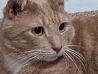 Adopt Noel a Orange or Red American Shorthair (short coat) cat in North Prince