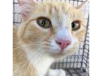 Adopt Coral a Domestic Mediumhair / Mixed (short coat) cat in Heber