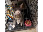 Adopt Mr Migato a Gray or Blue Domestic Shorthair / Domestic Shorthair / Mixed
