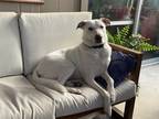 Adopt Butter a White Labrador Retriever / Mixed dog in San Antonio