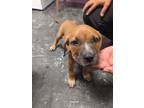 Adopt Bella a Brown/Chocolate American Pit Bull Terrier / Mixed dog in Aransas