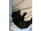 Adopt Luna a All Black Domestic Shorthair / Mixed (short coat) cat in