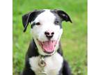 Adopt Treyton a Black Labrador Retriever / Mixed Breed (Medium) / Mixed dog in