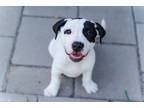 Adopt Jasper a White - with Black American Pit Bull Terrier dog in Oklahoma