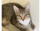 Adopt Marion a Domestic Shorthair / Mixed (short coat) cat in Hoover