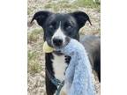 Adopt Chi a Mixed Breed (Medium) / Mixed dog in Rockport, TX (38976972)