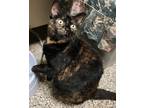 Adopt Scylla a Domestic Shorthair / Mixed (short coat) cat in Fremont