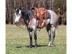 BOONE 5 Yr old 15hh Grey AQHA Gelding