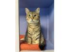 Adopt Boo Boo a Brown or Chocolate (Mostly) Domestic Shorthair cat in mishawaka