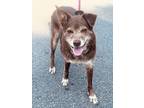 Adopt Ethel a Brown/Chocolate - with White Terrier (Unknown Type