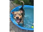 Adopt Copper a Black - with Tan, Yellow or Fawn German Shepherd Dog / Mixed dog