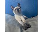 Adopt Brisbane a White (Mostly) Siamese / Mixed cat in Los Angeles