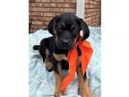 Adopt Watson a Black - with Tan, Yellow or Fawn Labrador Retriever dog in