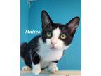 Adopt Matteo a Domestic Shorthair / Mixed (short coat) cat in Kendallville