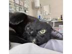 Adopt Izolda - Ukraine a All Black Domestic Shorthair / Mixed cat in Fairfax