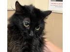 Adopt Mara a Domestic Mediumhair / Mixed cat in Spokane Valley, WA (36552623)