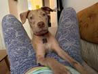 Adopt Needlefish a Tan/Yellow/Fawn Mixed Breed (Medium) dog in New York
