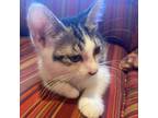 Adopt CASSIE a White Domestic Shorthair / Mixed cat in Pt.