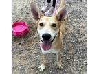 Adopt Eddie a Tan/Yellow/Fawn Shepherd (Unknown Type) / Mixed dog in El Paso