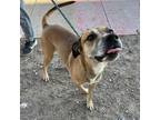 Adopt Gibson a Tan/Yellow/Fawn German Shepherd Dog / Mixed dog in El Paso